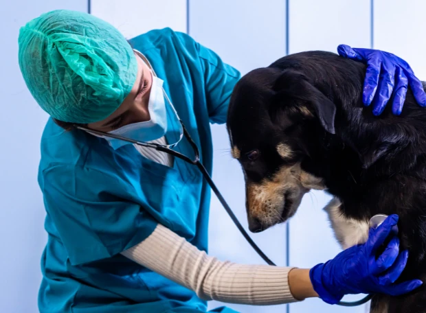 Tratamiento clínico y quirurgico exploracion veterinaria perro