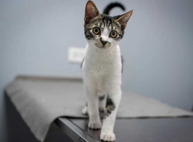 gato consulta veterinaria